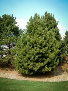 Сосна Чёрная (Pinus Nigra) купить по цене от 270.00р. в интернет-магазине «Посадика» с доставкой почтой в в Облучьее и по всей России – [изображение №1].