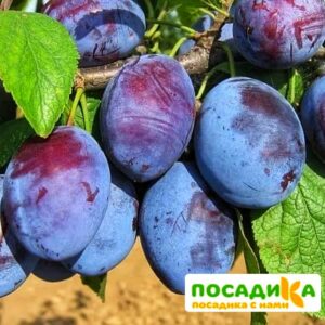 Слива Чачакская ранняя купить по цене от 229.00р. в интернет-магазине «Посадика» с доставкой почтой в в Облучьее и по всей России – [изображение №1].