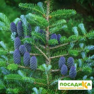 Пихта корейская (Abies koreana) купить по цене от 450.00р. в интернет-магазине «Посадика» с доставкой почтой в в Облучьее и по всей России – [изображение №1].