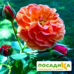 Роза Арабия купить по цене от 350.00р. в интернет-магазине «Посадика» с доставкой почтой в в Облучьее и по всей России – [изображение №1].