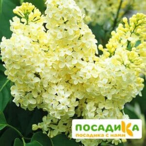 Сирень Примроуз (Primrose) купить по цене от 529.00р. в интернет-магазине «Посадика» с доставкой почтой в в Облучьее и по всей России – [изображение №1].