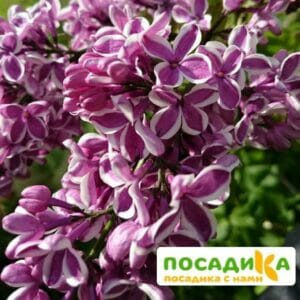 Сирень Сенсация купить по цене от 529.00р. в интернет-магазине «Посадика» с доставкой почтой в в Облучьее и по всей России – [изображение №1].