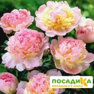 Пион Распберри Сандей (Paeonia Raspberry Sundae) купить по цене от 959р. в интернет-магазине «Посадика» с доставкой почтой в в Облучьее и по всей России – [изображение №1].