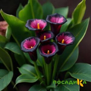 Калла Аура Лейс купить по цене от 400р. в интернет-магазине «Посадика» с доставкой почтой в в Облучьее и по всей России – [изображение №1].