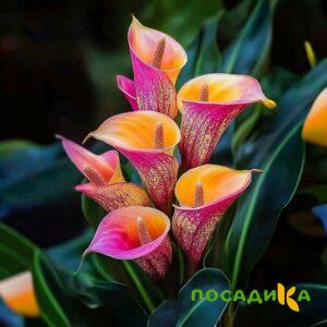Калла Оникс купить по цене от 450р. в интернет-магазине «Посадика» с доставкой почтой в в Облучьее и по всей России – [изображение №1].