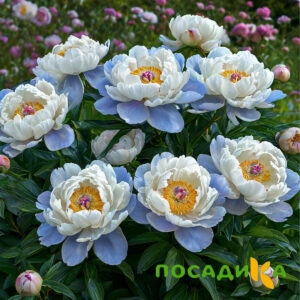 Пион акварельный Этюд купить по цене от 806р. в интернет-магазине «Посадика» с доставкой почтой в в Облучьее и по всей России – [изображение №1].