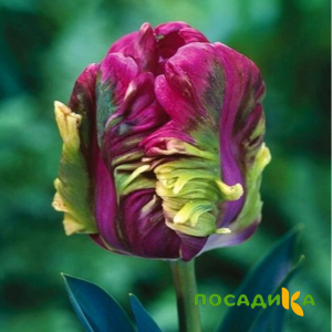 Тюльпан Экзотик Хэвен купить по цене от 186р. в интернет-магазине «Посадика» с доставкой почтой в в Облучьее и по всей России – [изображение №1].