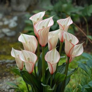 Калла Глейшер купить по цене от 299р. в интернет-магазине «Посадика» с доставкой почтой в в Облучьее и по всей России – [изображение №1].