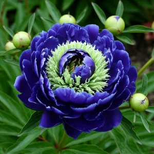 Пион Дримвивер купить по цене от 417р. в интернет-магазине «Посадика» с доставкой почтой в в Облучьее и по всей России – [изображение №1].